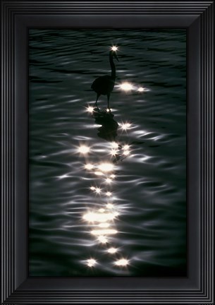 Framed Great Blue Heron Wades in Water, Placido, Florida Print