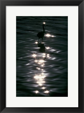 Framed Great Blue Heron Wades in Water, Placido, Florida Print