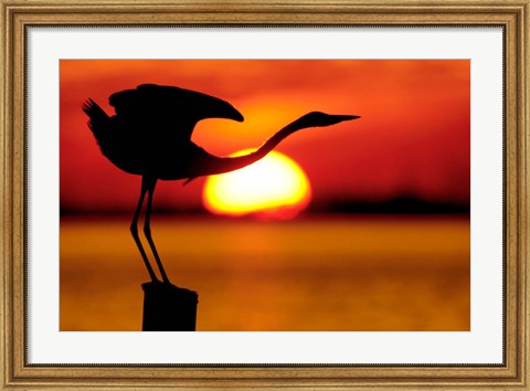 Framed Silhouette of Great Blue Heron Stretching Neck at Sunset Print