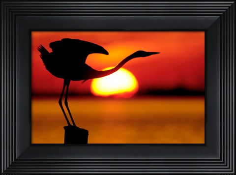 Framed Silhouette of Great Blue Heron Stretching Neck at Sunset Print