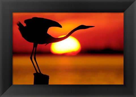 Framed Silhouette of Great Blue Heron Stretching Neck at Sunset Print