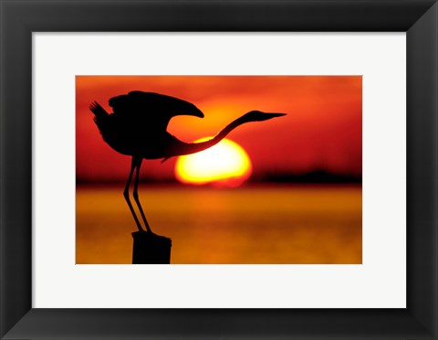 Framed Silhouette of Great Blue Heron Stretching Neck at Sunset Print