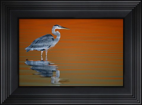 Framed Great Blue Heron in Water at Sunset Print