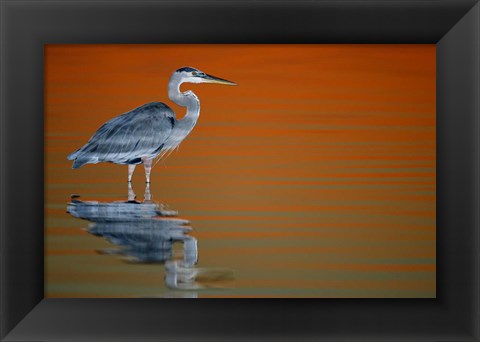 Framed Great Blue Heron in Water at Sunset Print