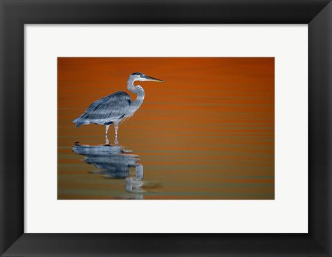 Framed Great Blue Heron in Water at Sunset Print