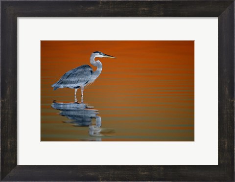 Framed Great Blue Heron in Water at Sunset Print