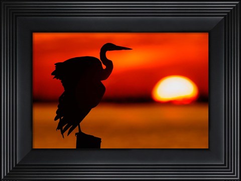 Framed Silhouette of Great Blue Heron Stretching Wings at Sunset Print
