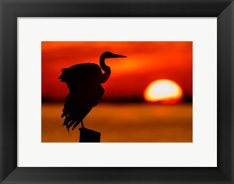 Framed Silhouette of Great Blue Heron Stretching Wings at Sunset Print