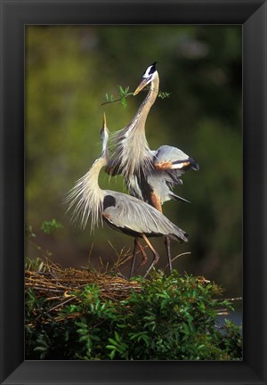 Framed Great Blue Herons in Courtship Display Print