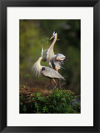 Framed Great Blue Herons in Courtship Display Print