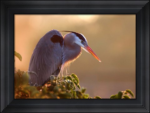 Framed Great Blue Heron Perches on a Tree at Sunrise in the Wetlands Print