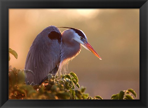 Framed Great Blue Heron Perches on a Tree at Sunrise in the Wetlands Print