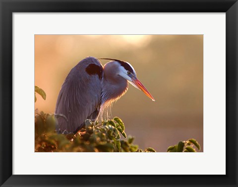 Framed Great Blue Heron Perches on a Tree at Sunrise in the Wetlands Print