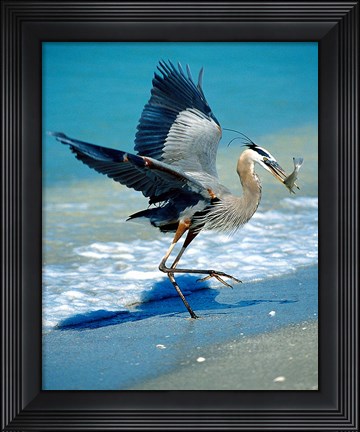 Framed Florida Captiva Island Great Blue Heron bird Print