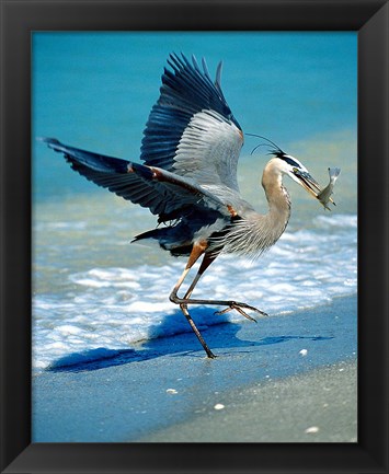 Framed Florida Captiva Island Great Blue Heron bird Print