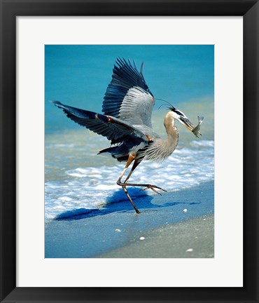 Framed Florida Captiva Island Great Blue Heron bird Print