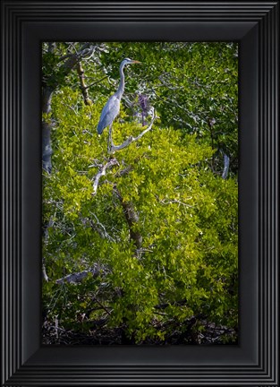 Framed Florida Great Blue Heron, bird, Rookery Bay Print