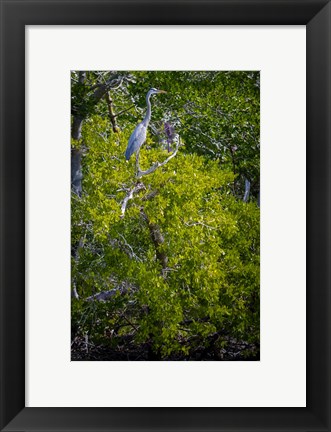 Framed Florida Great Blue Heron, bird, Rookery Bay Print