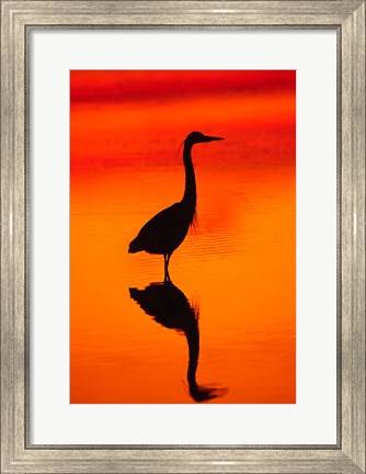 Framed Great Blue Heron Fishing at Sunset Print