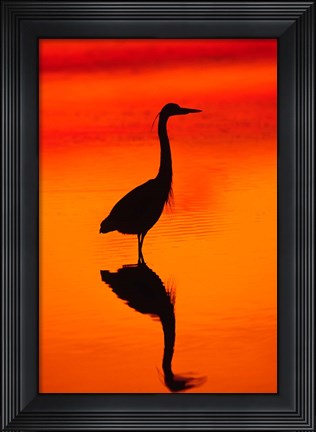 Framed Great Blue Heron Fishing at Sunset Print