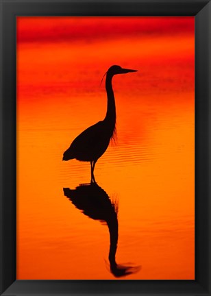 Framed Great Blue Heron Fishing at Sunset Print