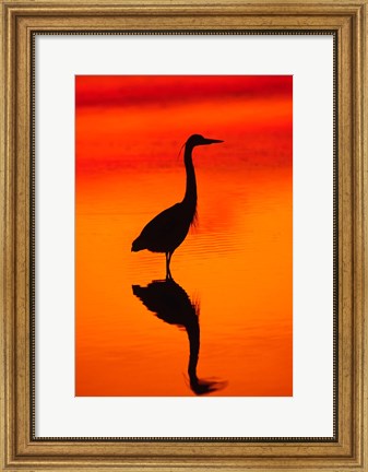 Framed Great Blue Heron Fishing at Sunset Print