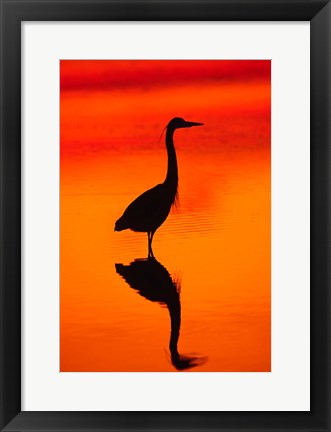 Framed Great Blue Heron Fishing at Sunset Print