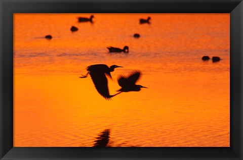 Framed Great Blue Herons Flying at Sunset Print