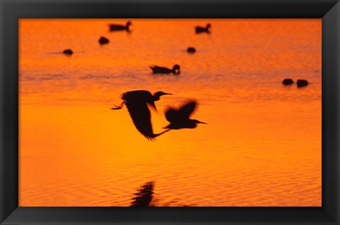 Framed Great Blue Herons Flying at Sunset Print