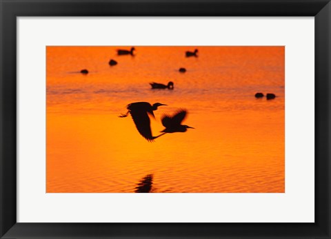 Framed Great Blue Herons Flying at Sunset Print