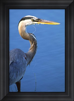 Framed Doomed Great Blue Heron, Venice, Florida Print