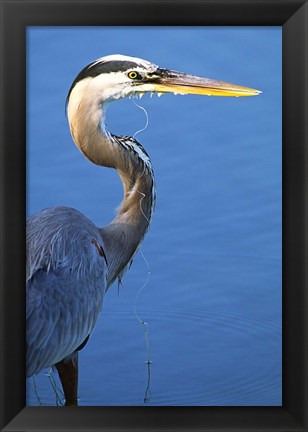 Framed Doomed Great Blue Heron, Venice, Florida Print