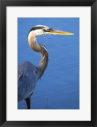 Framed Doomed Great Blue Heron, Venice, Florida Print