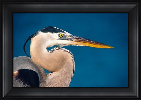 Framed Great Blue Heron, Sanibel Island Print