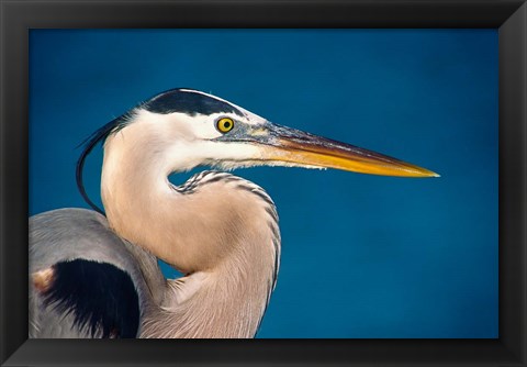 Framed Great Blue Heron, Sanibel Island Print