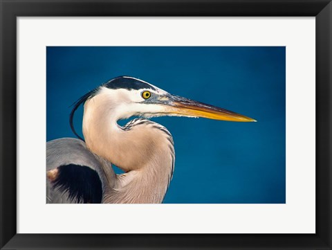 Framed Great Blue Heron, Sanibel Island Print