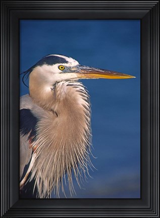 Framed Great Blue Heron, Florida Print