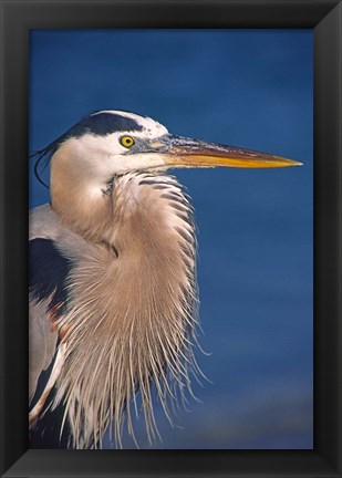 Framed Great Blue Heron, Florida Print