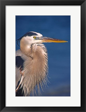 Framed Great Blue Heron, Florida Print