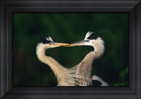 Framed Great Blue Heron Pair, Venice, Florida Print