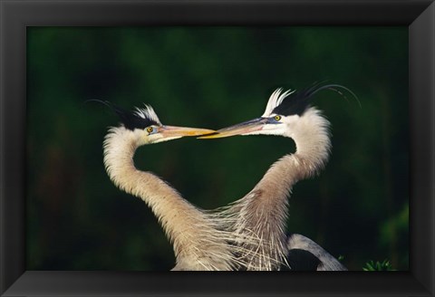 Framed Great Blue Heron Pair, Venice, Florida Print