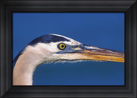 Framed Great Blue Heron, Sanibel Island, Florida Print