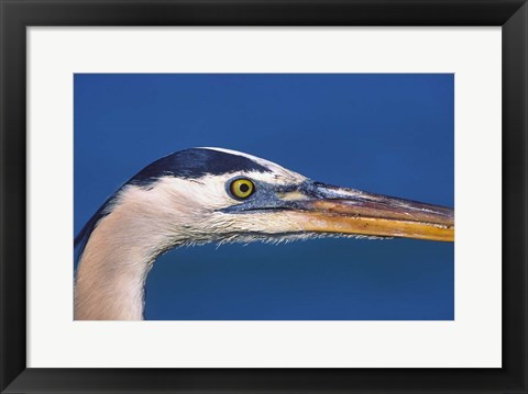 Framed Great Blue Heron, Sanibel Island, Florida Print