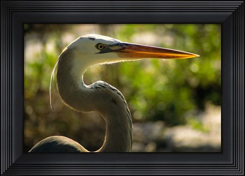 Framed Great Blue Heron, Florida Print