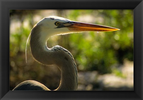 Framed Great Blue Heron, Florida Print