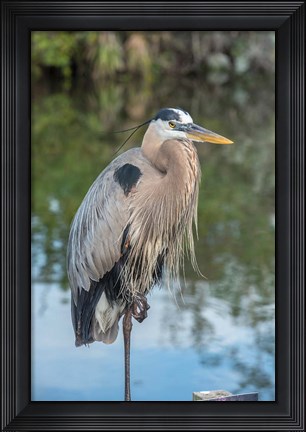 Framed Florida Orlando Great Blue Heron at Gatorland Print