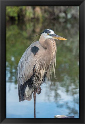 Framed Florida Orlando Great Blue Heron at Gatorland Print