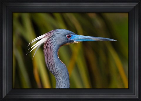 Framed Florida St Augustine, Little Blue Heron at the Alligator Farm Print