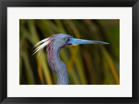 Framed Florida St Augustine, Little Blue Heron at the Alligator Farm Print