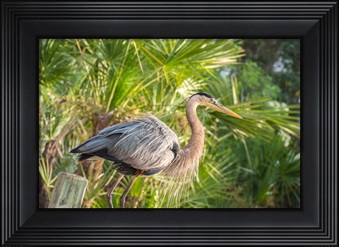 Framed Great Blue Heron at Gatorland Print